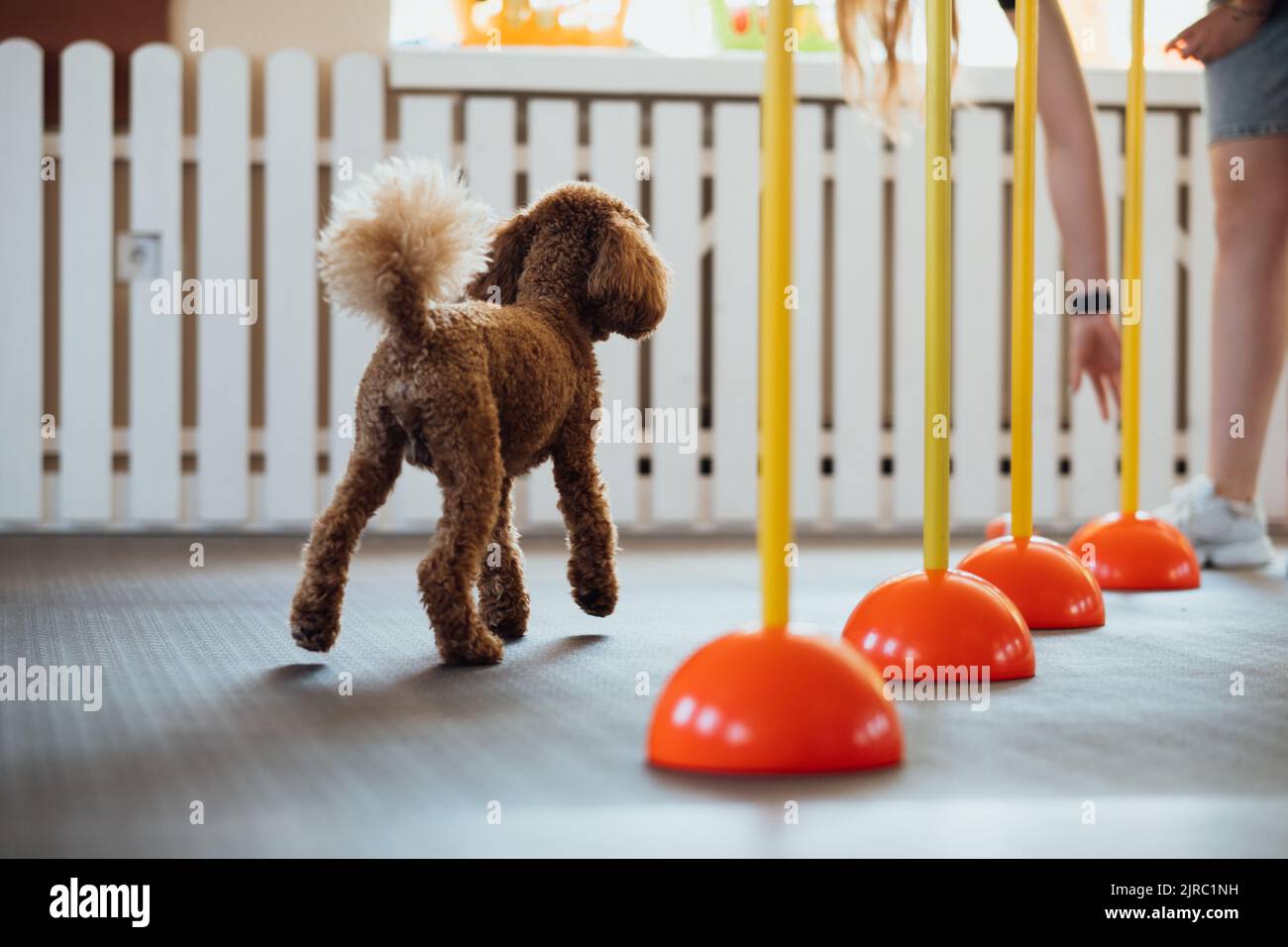 Brown Poodle Training In Pet House With Dog Trainer Stock Photo Alamy