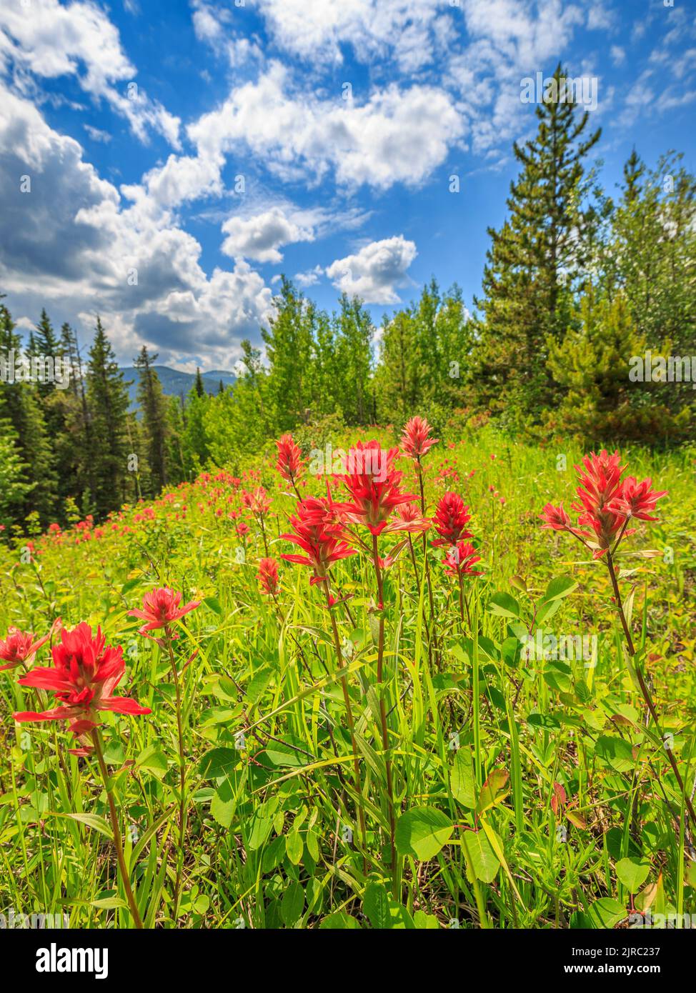 Vivid red Indian Paintbrush (Castilleja) wildflowers in a clearing on a forested hillside Stock Photo