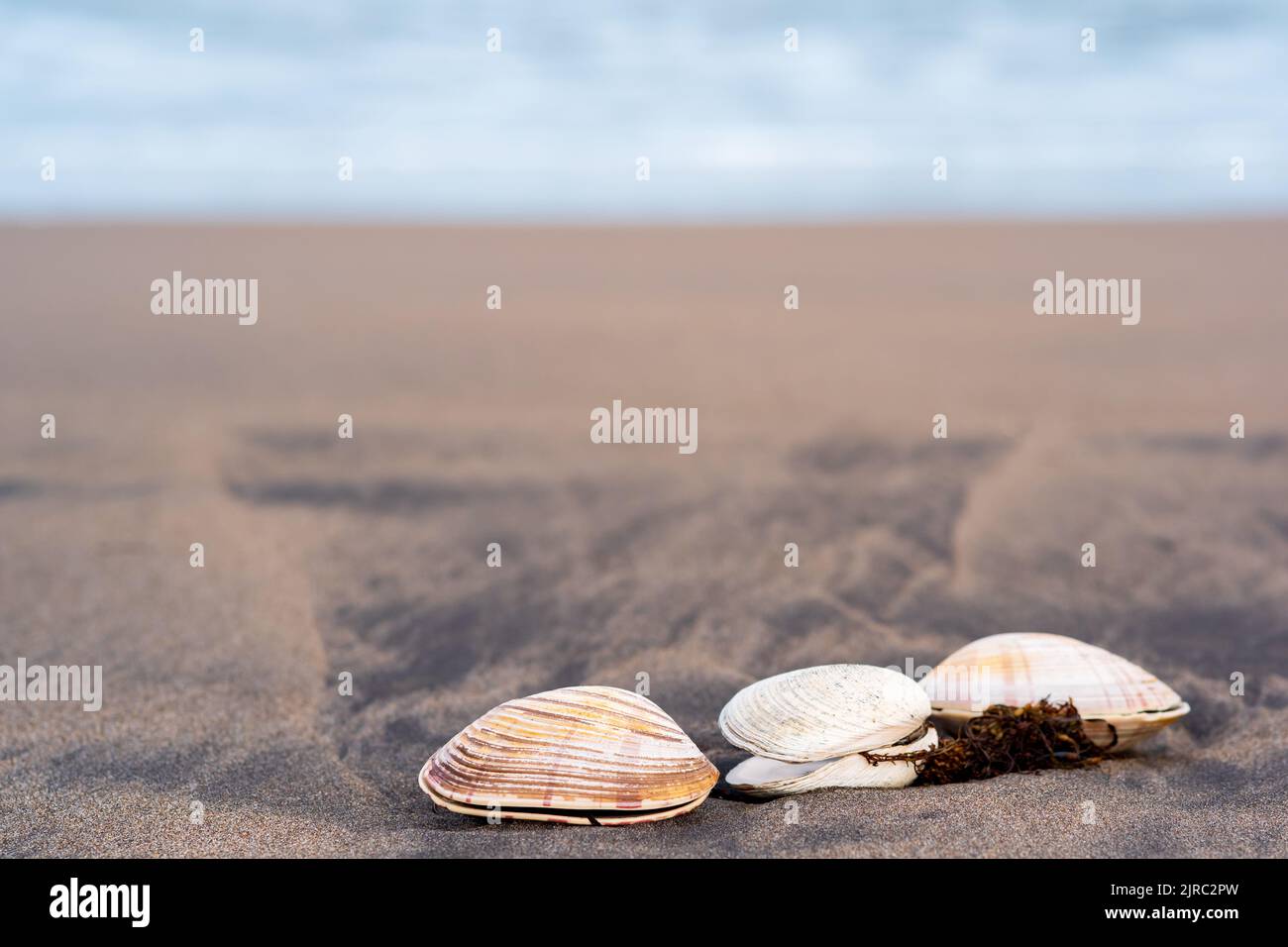 three shells of surf clams on black volcanic sand Stock Photo Alamy