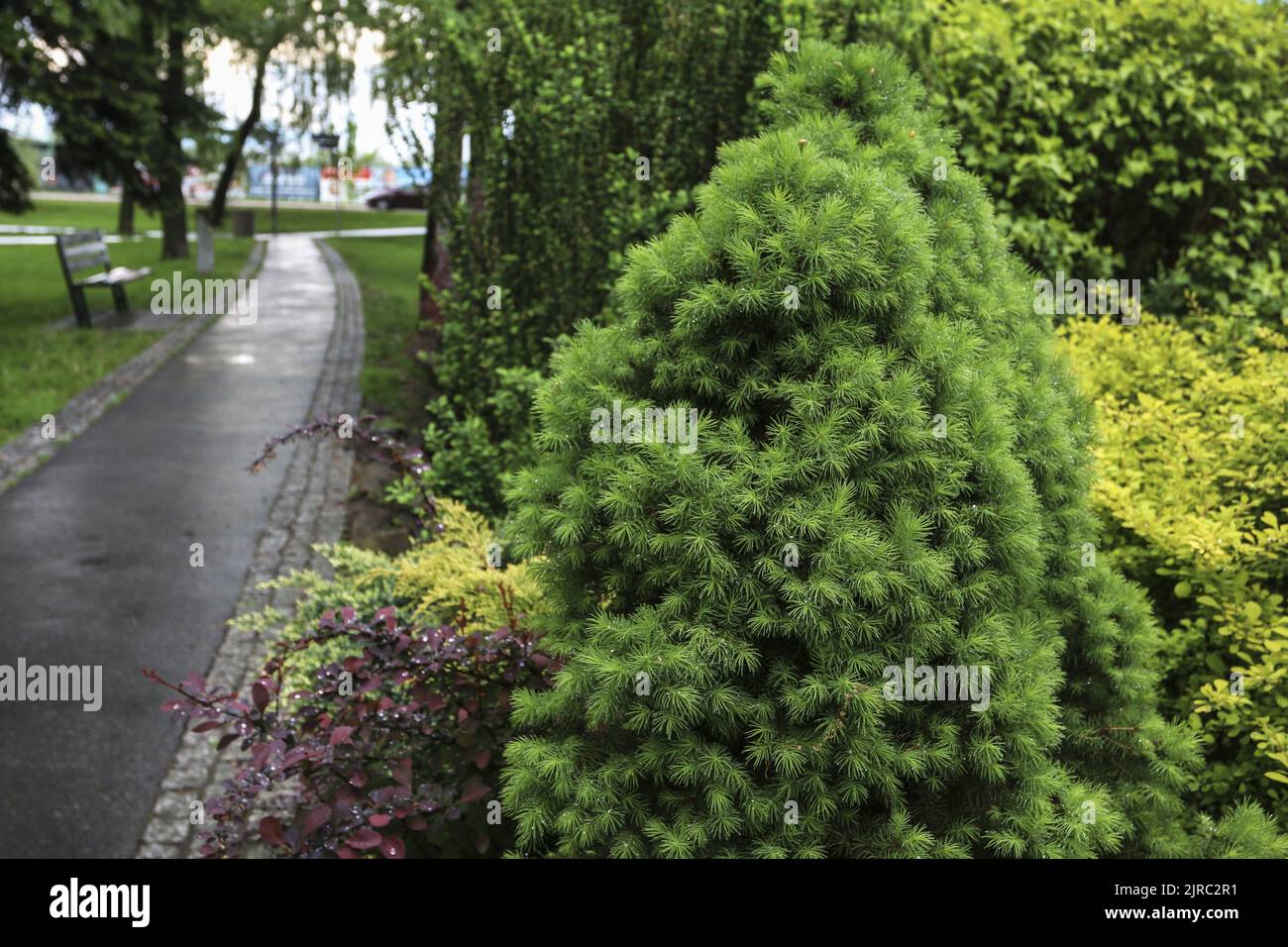 Green shrubs in public park. Spring time Stock Photo - Alamy