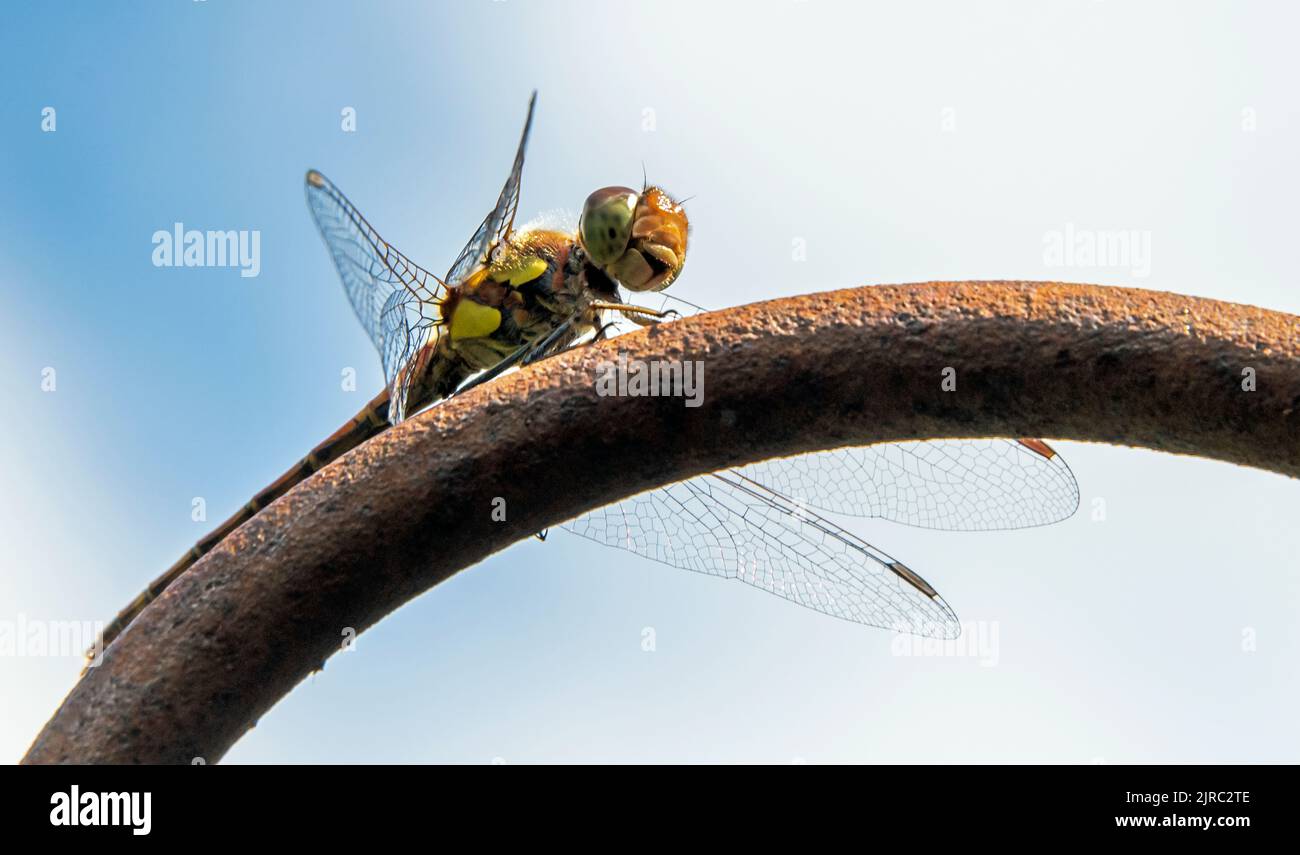 Dragon fly on an iron piece against the blue cloudy sky Stock Photo