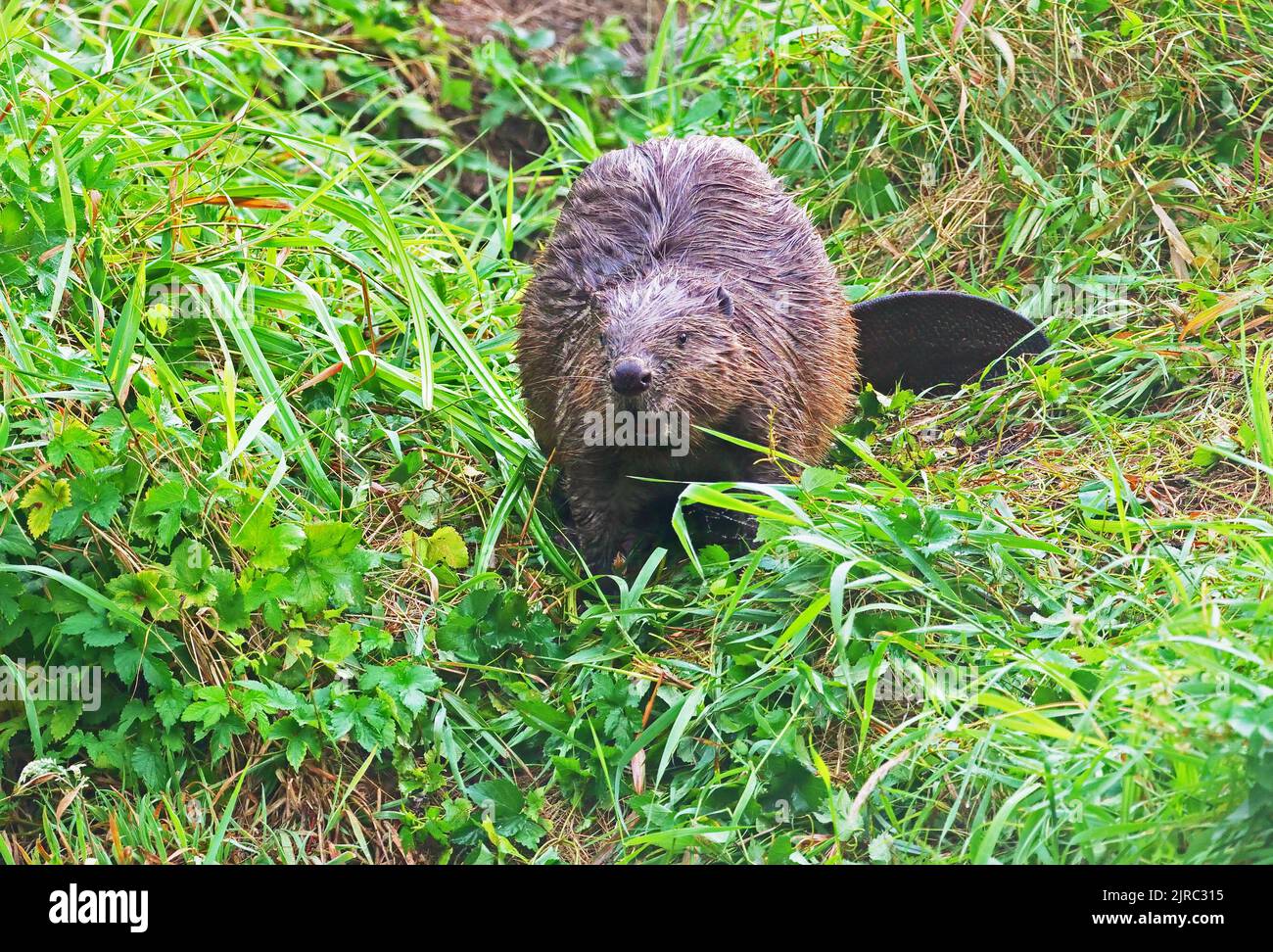 Trebbin, Germany. 22nd Aug, 2022. 22.08.2022, Trebbin. An adult European beaver (Castor fiber) stands in the early morning at a river near Trebbin in the morning sun and eats graeser. Beavers are strictly protected in Germany. Credit: Wolfram Steinberg/dpa Credit: Wolfram Steinberg/dpa/Alamy Live News Stock Photo