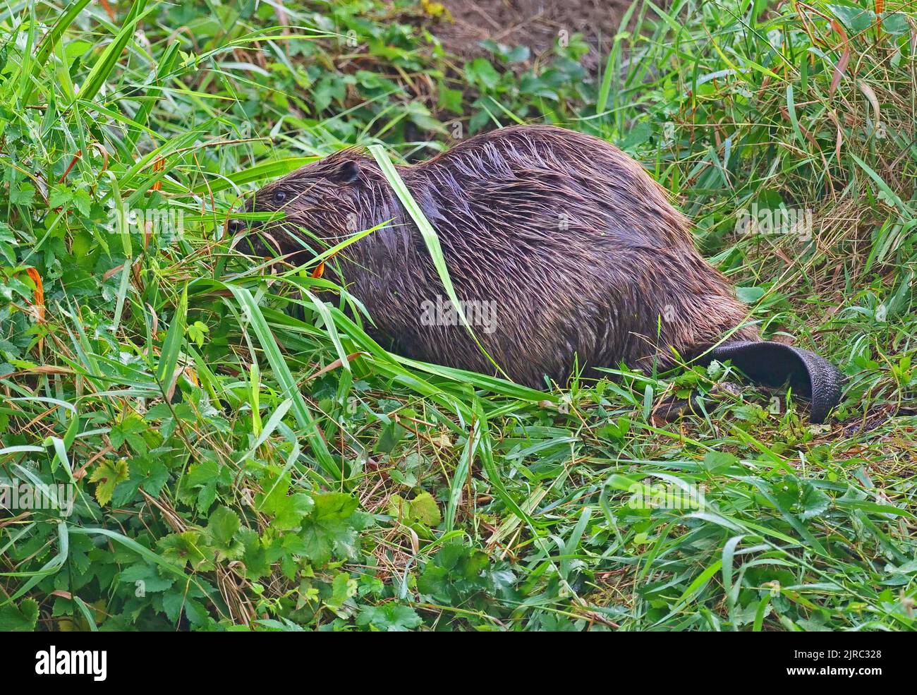 Trebbin, Germany. 22nd Aug, 2022. 22.08.2022, Trebbin. An adult European beaver (Castor fiber) stands in the early morning at a river near Trebbin in the morning sun and eats graeser. Beavers are strictly protected in Germany. Credit: Wolfram Steinberg/dpa Credit: Wolfram Steinberg/dpa/Alamy Live News Stock Photo