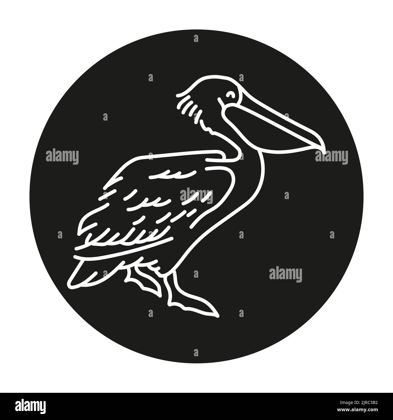 Pelican color line illustration. Marine mammals Stock Vector Image