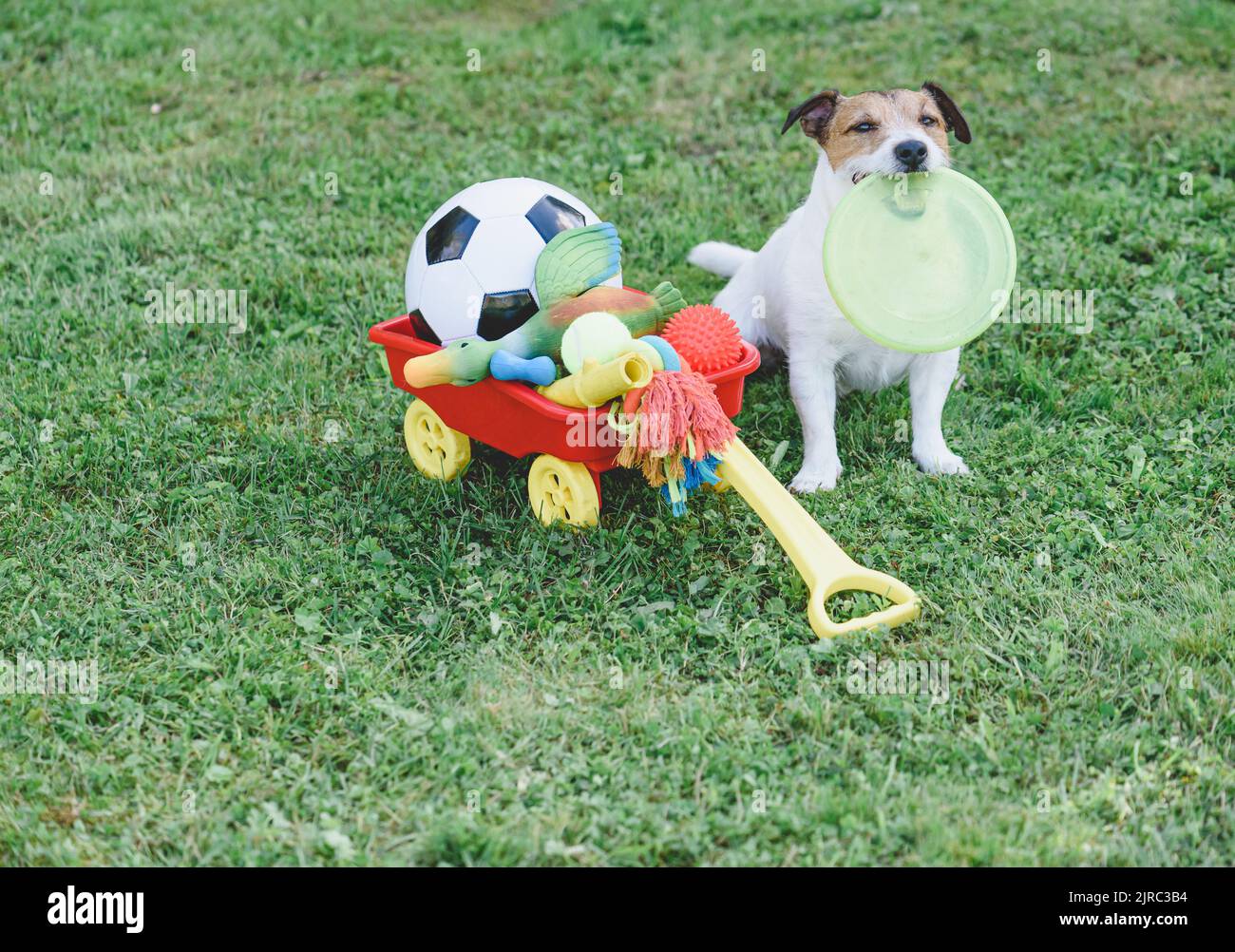 Dog has box full of pet toys for different types of play and training Stock Photo
