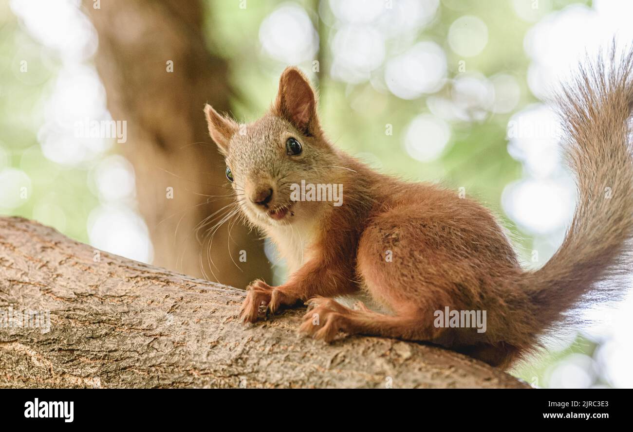 Close-up image of funny red squirrel looking into camera with surprise. Urban wildlife in public park Stock Photo