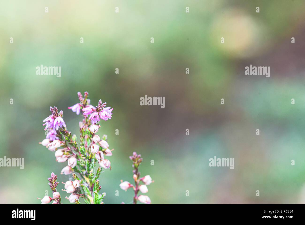 Light purple Fall flower Calluna vulgaris (common heather) with copy space background Stock Photo