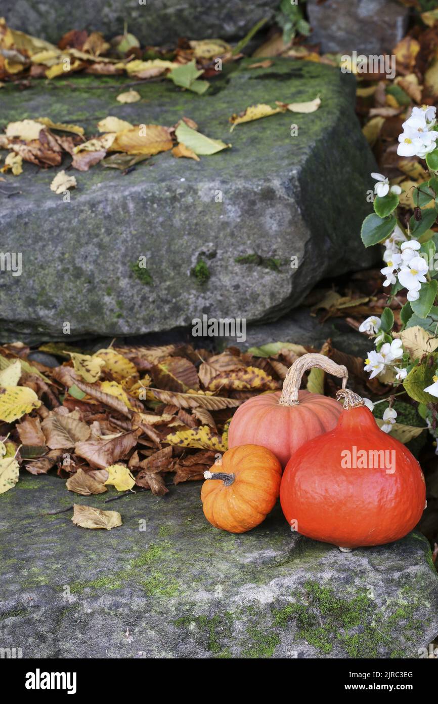 Colorful pumpkins on the stone stairs in the garden. Autumn decor Stock Photo