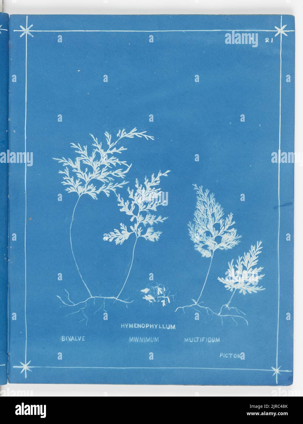 Hymenophyllum bivalve, H. minnimum, H. multifidum, Picton. From the album: New Zealand ferns,148 varieties, 1880, Auckland, by Herbert Dobbie. Stock Photo