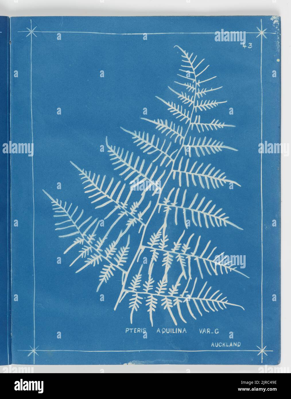 Pteris aquilina var. C, Auckland. From the album: New Zealand ferns,148 varieties, 1880, Auckland, by Herbert Dobbie. Stock Photo