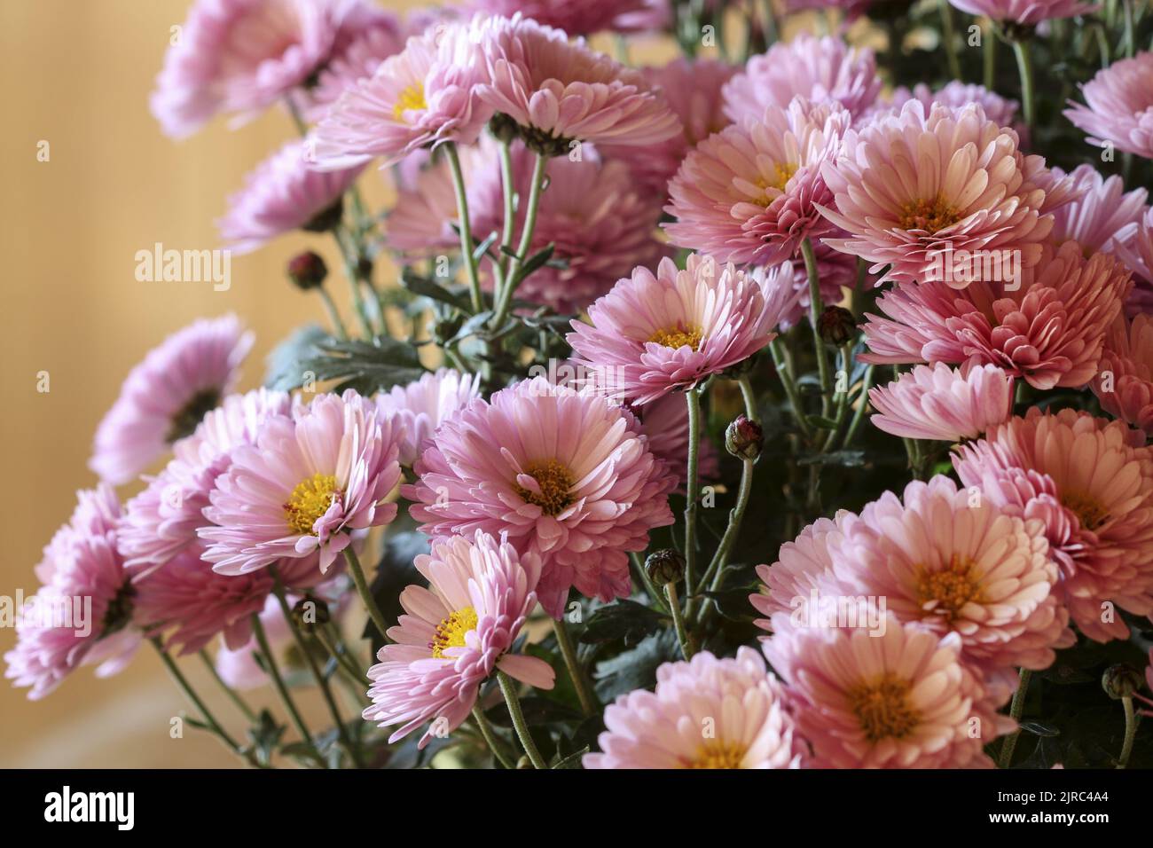 A beautiful pink  chrysanthemum flowers. Aurumn decor Stock Photo