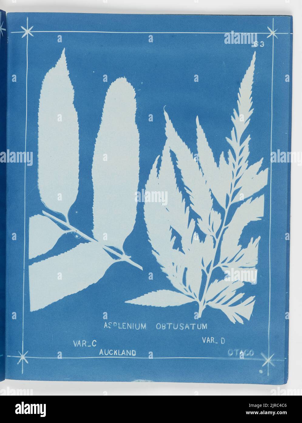 Asplenium obtusatum var. C, Auckland and var. D, Otago. From the album: New Zealand ferns,148 varieties, 1880, Auckland, by Herbert Dobbie. Stock Photo