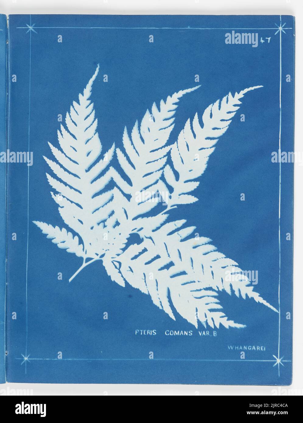 Pteris comans var. B, Whangarei. From the album: New Zealand ferns,148 varieties, 1880, Auckland, by Herbert Dobbie. Stock Photo
