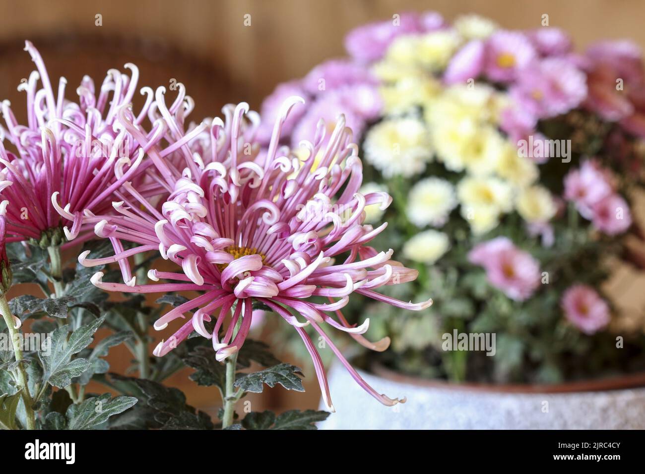 A beautiful pink chrysanthemum flowers. Autumn decor Stock Photo