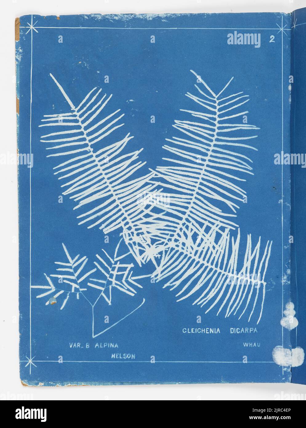 Gleichenia dicarpa, Whau, and var. B alpina, Nelson. From the album: New Zealand ferns,148 varieties, 1880, Auckland, by Herbert Dobbie. Stock Photo
