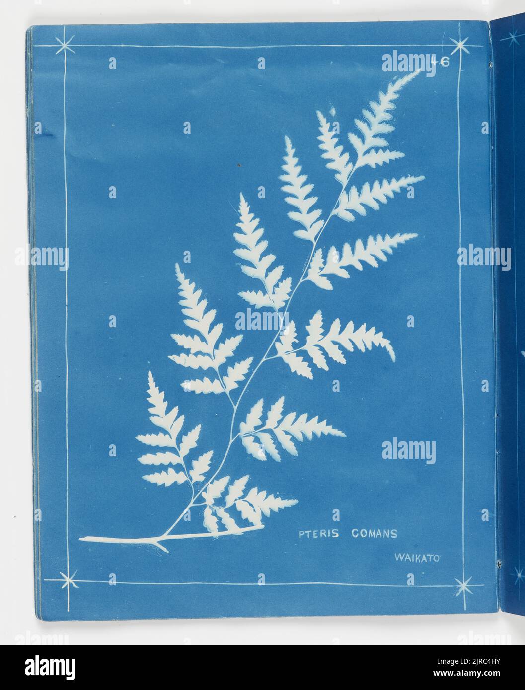 Pteris comans, Waikato. From the album: New Zealand ferns,148 varieties, 1880, Auckland, by Herbert Dobbie. Stock Photo