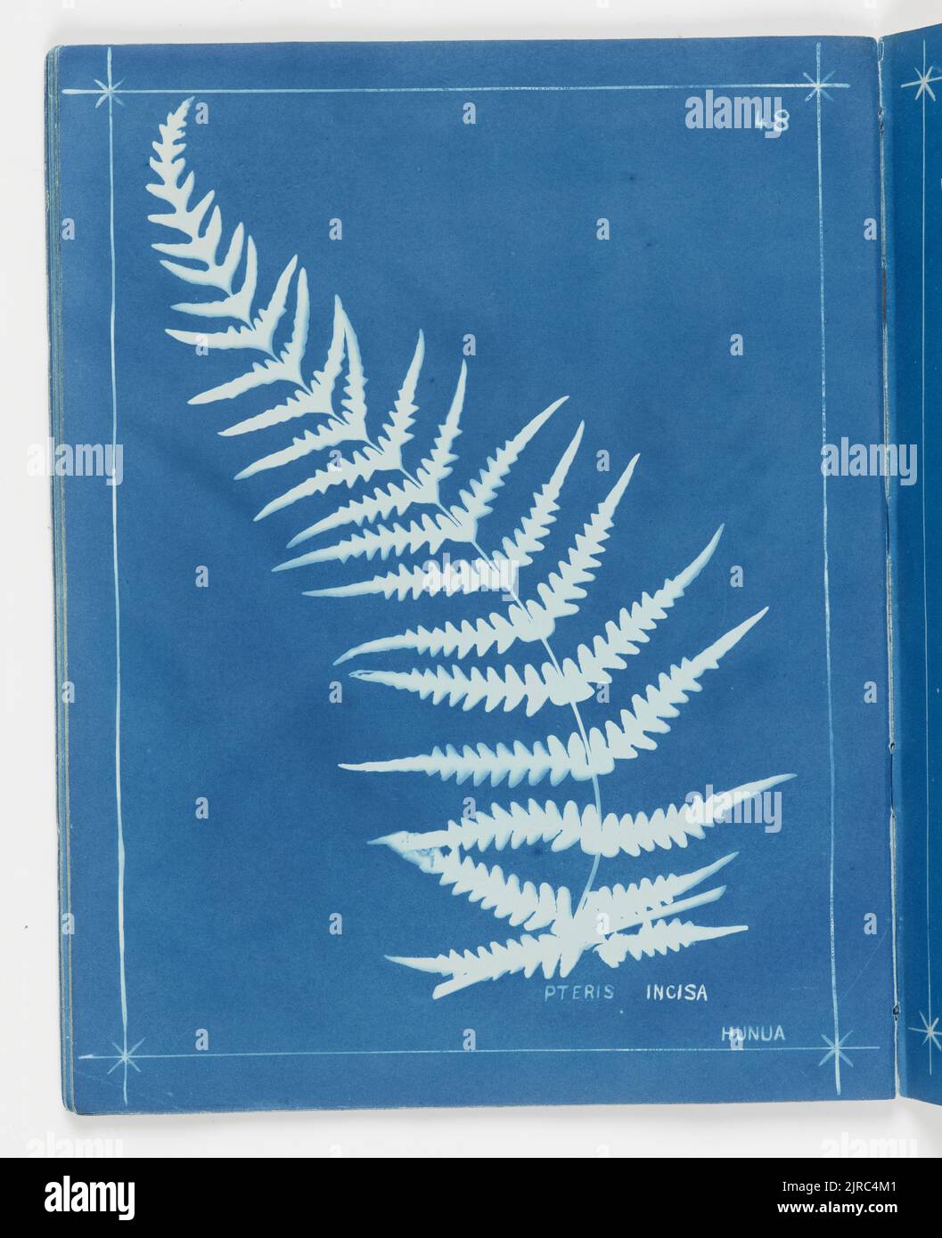 Pteris incisa, Hunua. From the album: New Zealand ferns,148 varieties, 1880, Auckland, by Herbert Dobbie. Stock Photo