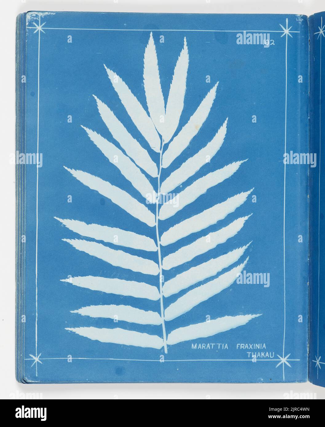 Marattia fraxinia, Tuakau. From the album: New Zealand ferns,148 varieties, 1880, Auckland, by Herbert Dobbie. Stock Photo