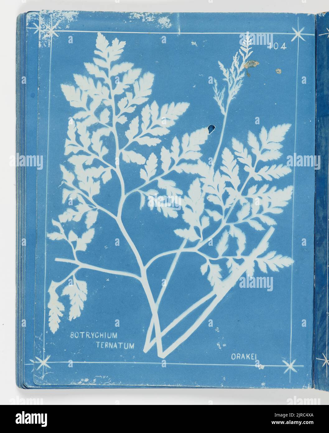 Botrychium ternatum, Orakei. From the album: New Zealand ferns,148 varieties, 1880, Auckland, by Herbert Dobbie. Stock Photo
