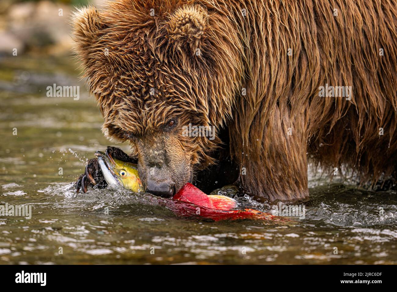 Brown Bear Chasing Salmon Stock Photo