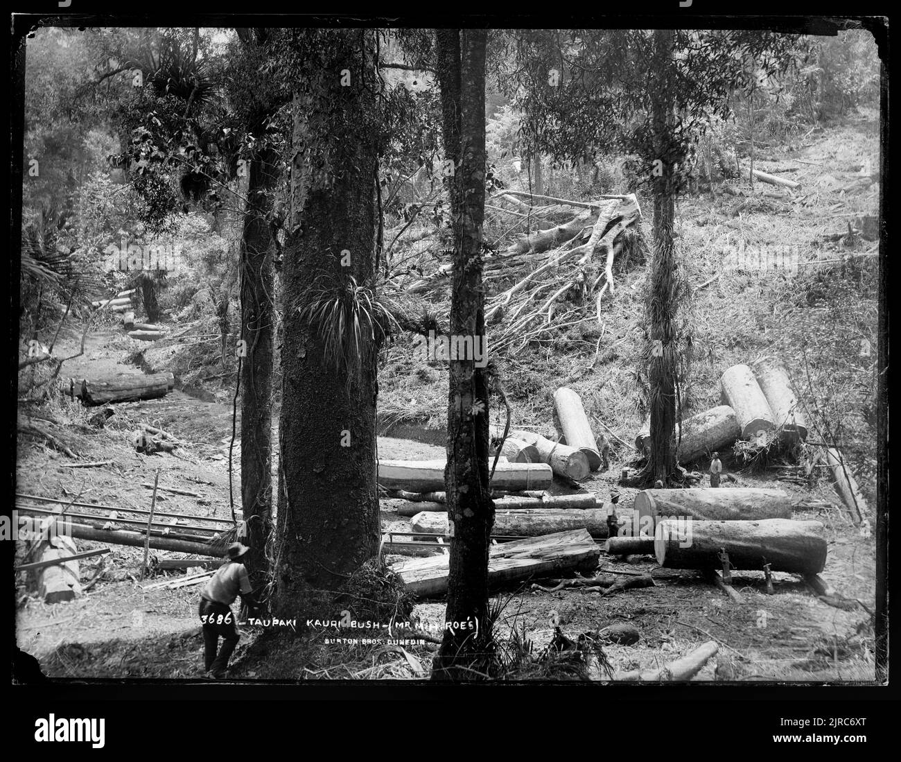 Taupaki Kauri Bush (Mr M.H. Roe's), New Zealand, by Burton Brothers