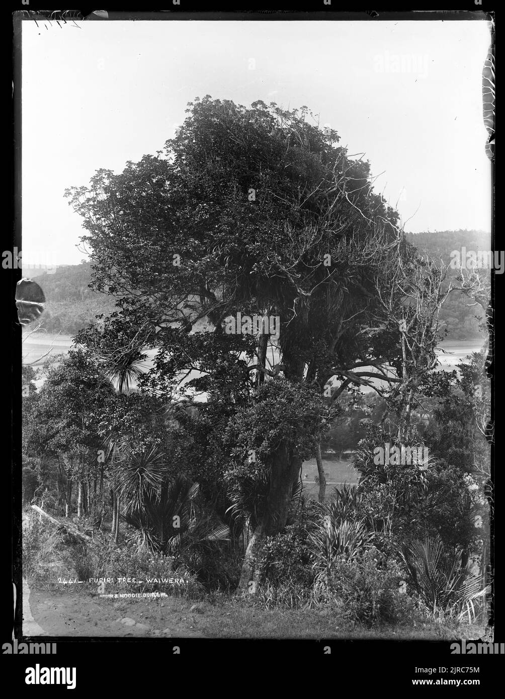 Puriri tree, Waiwera, New Zealand, by Burton Brothers Stock Photo Alamy