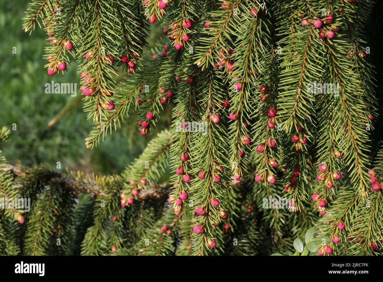 A small seeds on coniferous tree branch. Wild nature Stock Photo