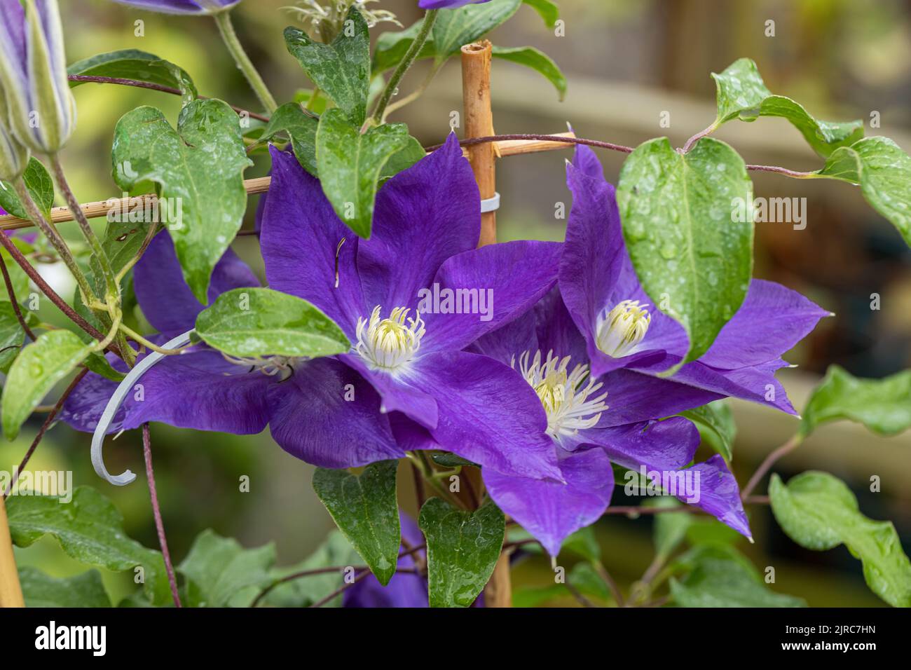 Close up of Clematis ‘Diana’s Delight’ flowering in the UK Stock Photo