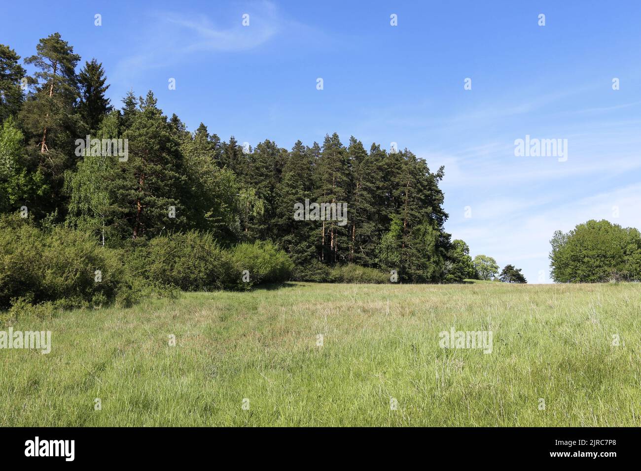 A meadow and the forest in summer. Relax place Stock Photo