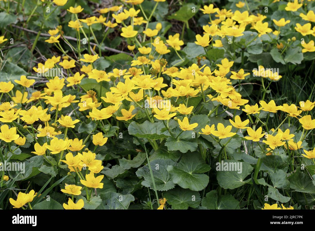 Caltha palustris, known as marsh-marigold and kingcup. Summer flowers Stock Photo