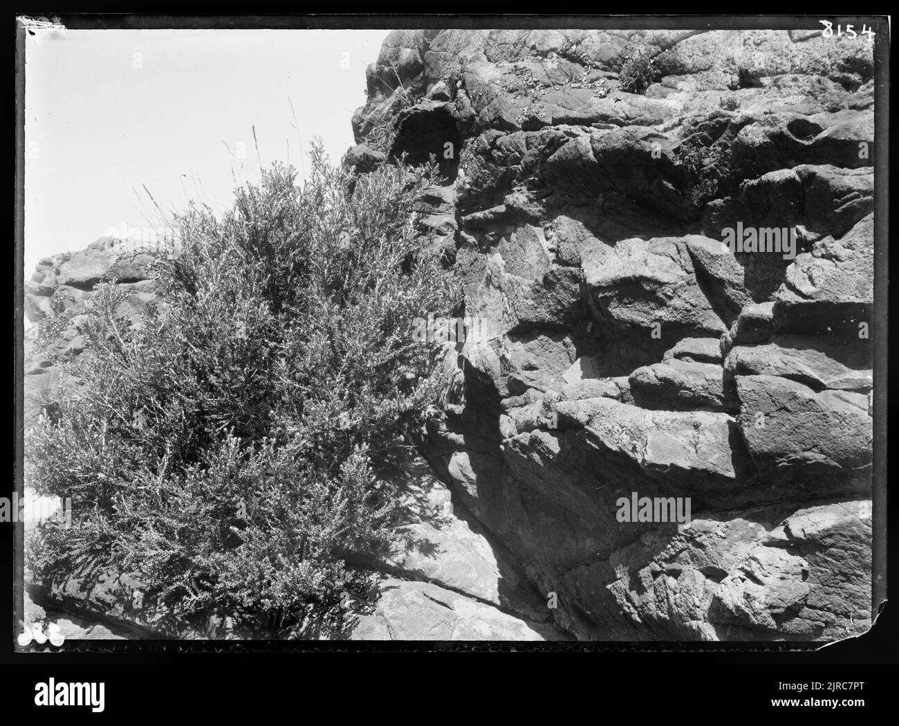Cassinia leptophylla on rock, circa 1922, by Dr Leonard Cockayne F.R.S. Stock Photo