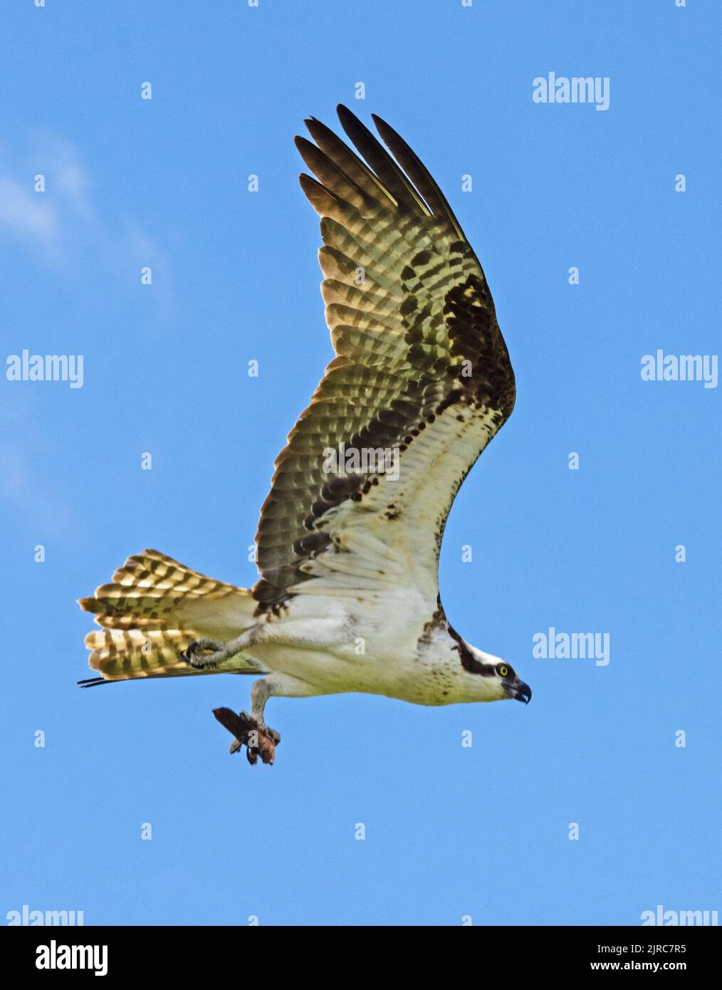Osprey In Flight Stock Photo - Alamy