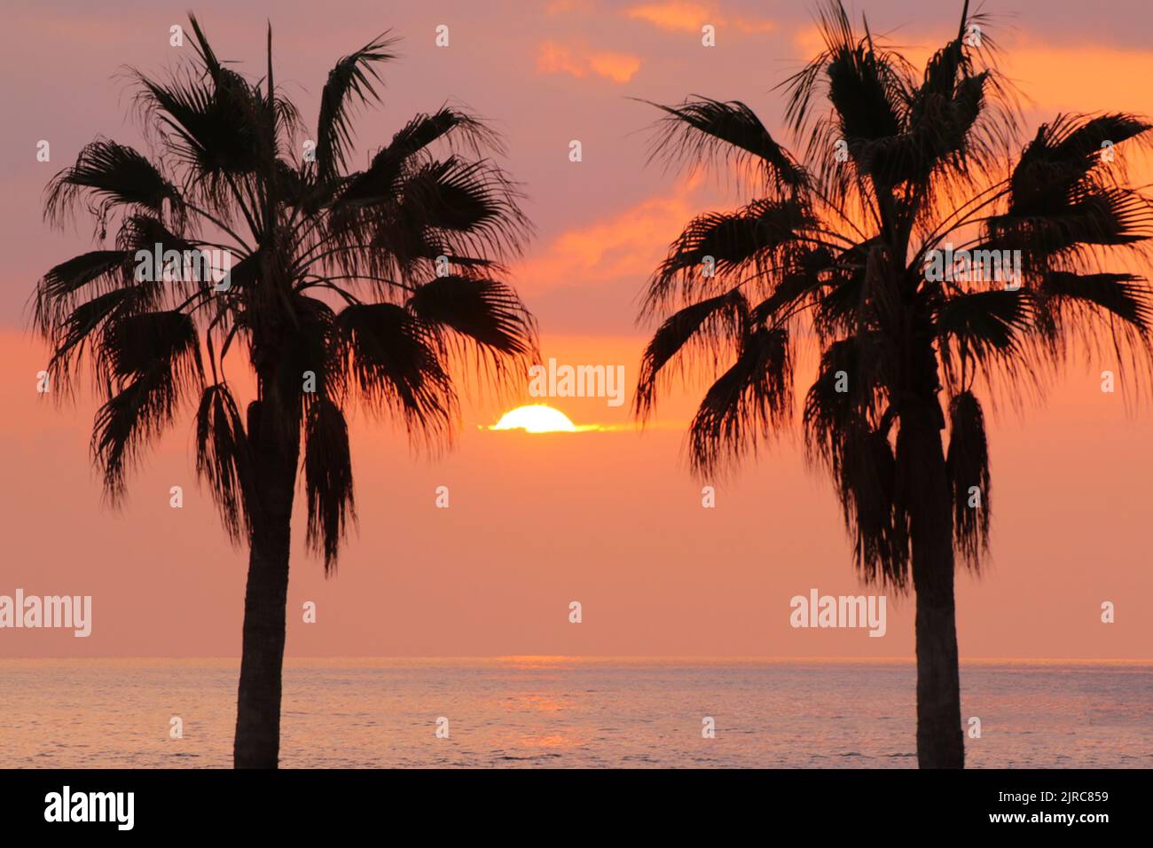Palm trees silhouette, Beautiful sunset on the tropical sea beach on nature pink background. Stock Photo