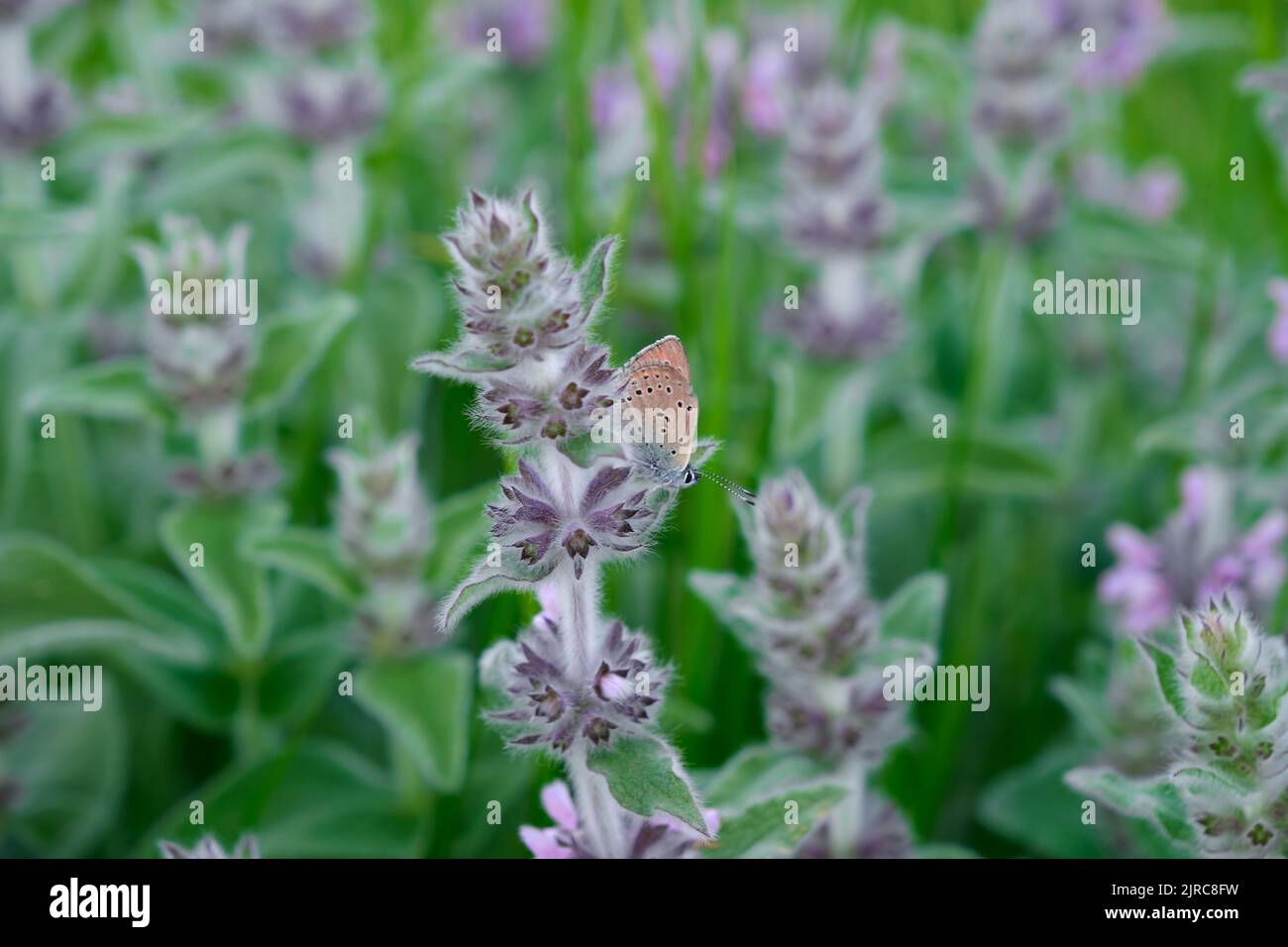 butterfly on mountain wild flowers Stock Photo