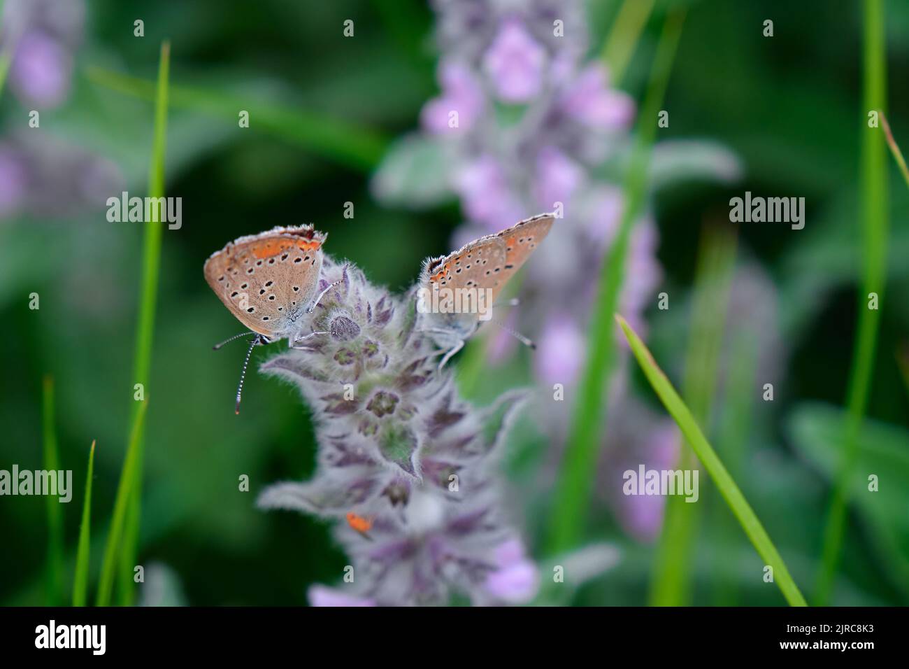 two butterflies on purple mountain wildflowers Stock Photo
