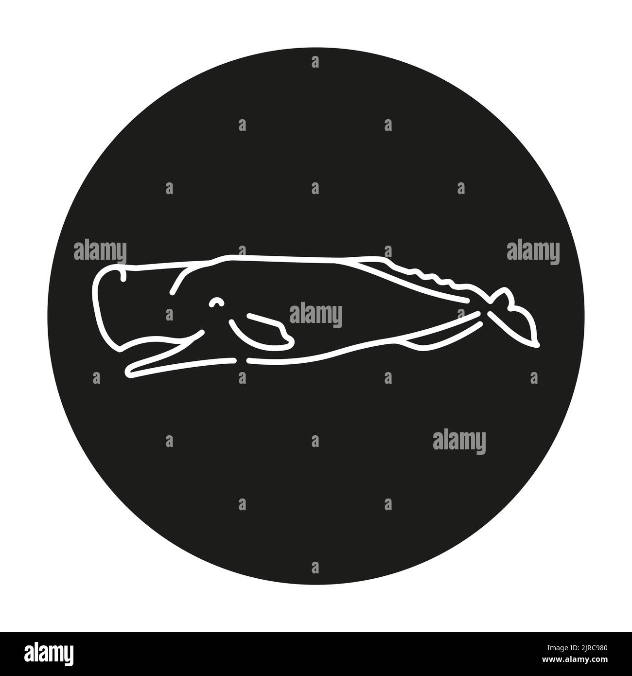 Cachalot color line illustration. Marine mammals Stock Vector Image