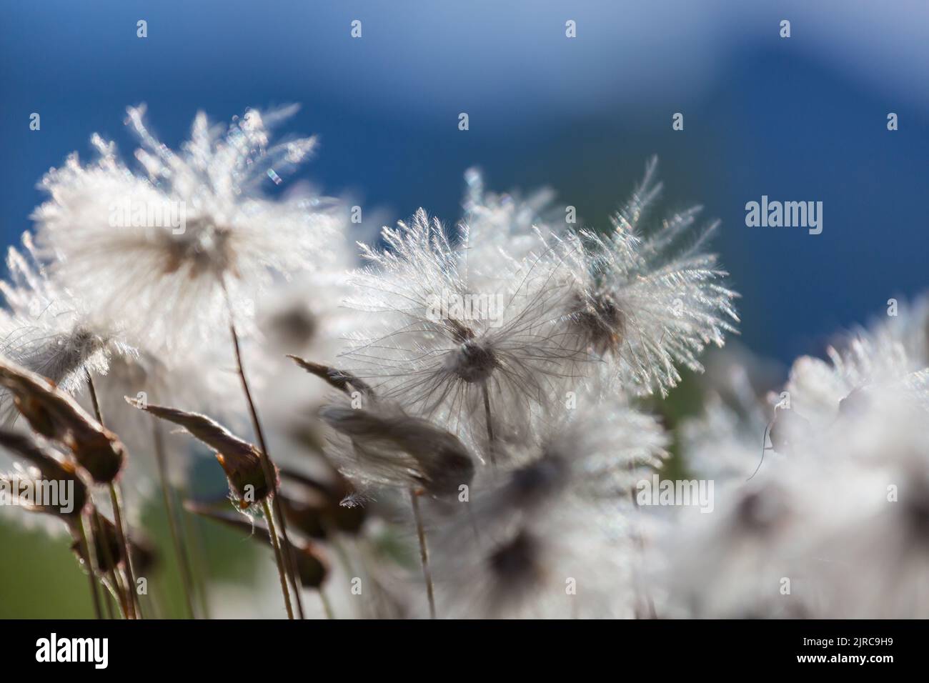 Arctic cotton flowers in summer season Stock Photo