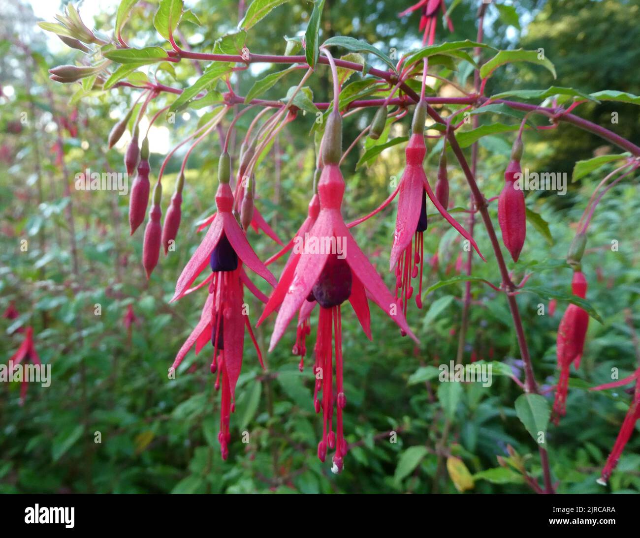 Branches with Fuchsia magellanica flowers against the sunlight Stock Photo