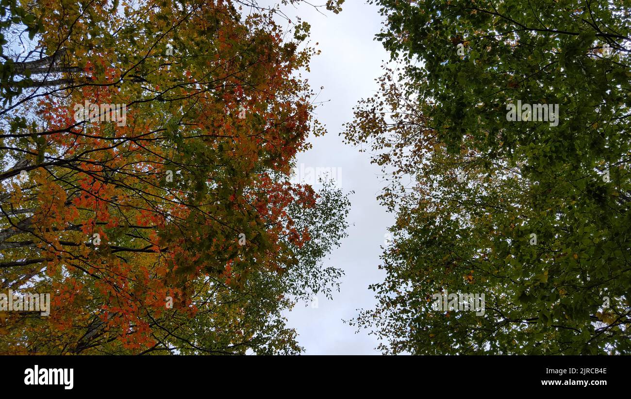 Leaves of different seasons Stock Photo