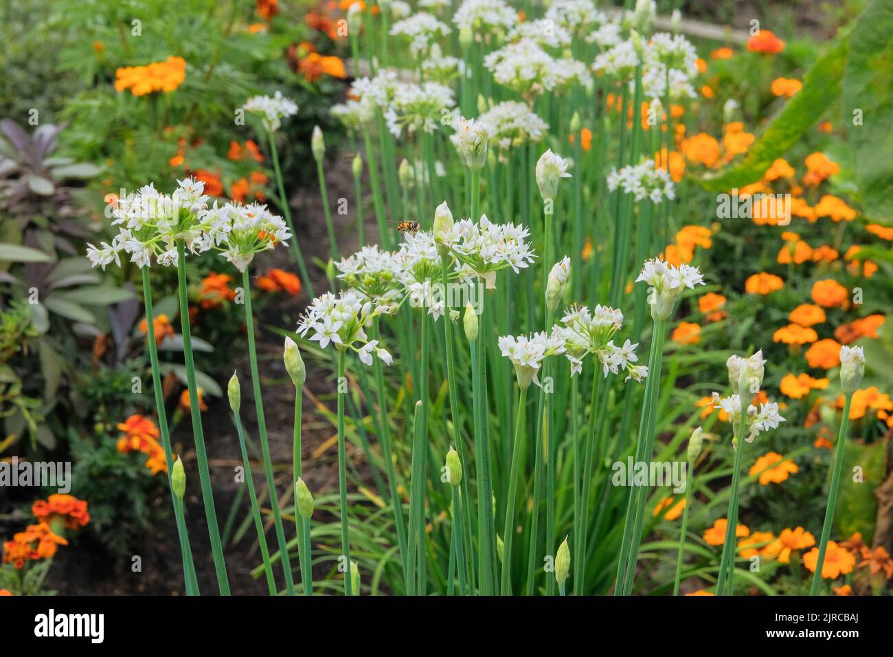 Onion flowers in farming and harvesting. Organic vegetables grown in a rural farm garden. Growing vegetables at home. Stock Photo