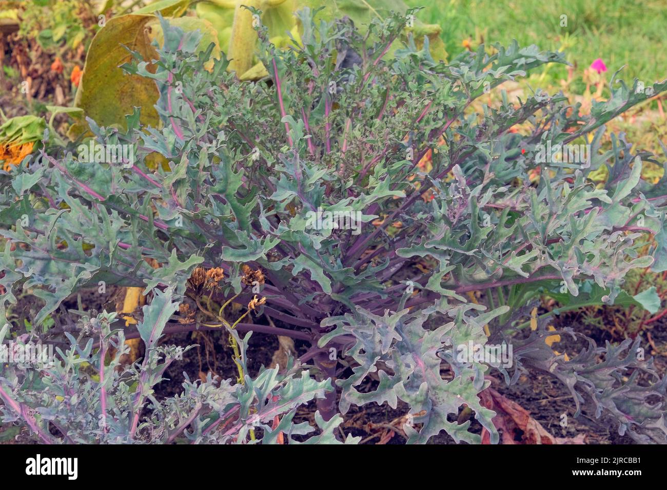 Purple cabbage in farming and harvesting. Cabbage growing in the rustic garden. Growing vegetables at home. Growing vegetables at home. Stock Photo