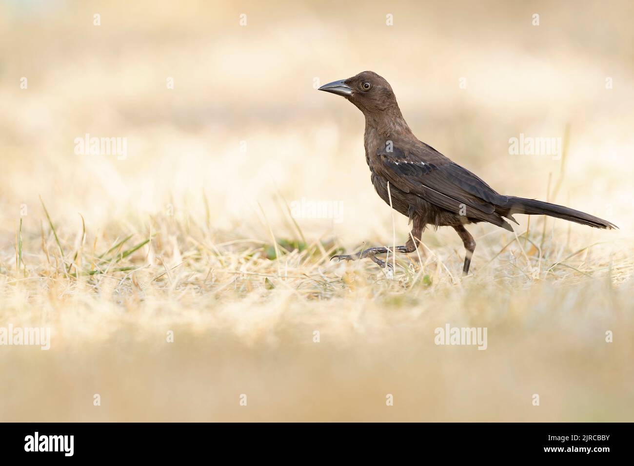 A common grackle (Quiscalus quiscula) foraging in a park in the grass in the morning light. Stock Photo