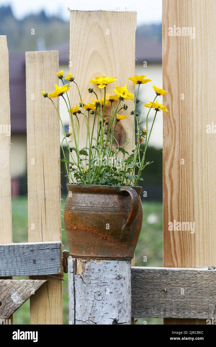 A ranunculus flower in ceramic pot. Garden party decor Stock Photo