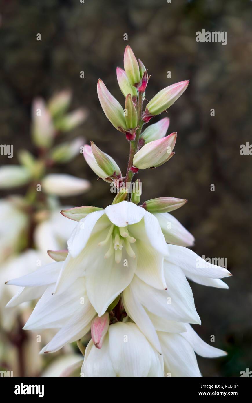 Yucca garden hi-res stock photography and images - Alamy