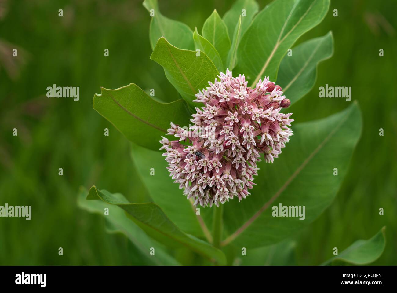 A blooming milkweed plant at the Discovery Nature Sanctuary in Winkler, Manitoba, Canada Stock Photo