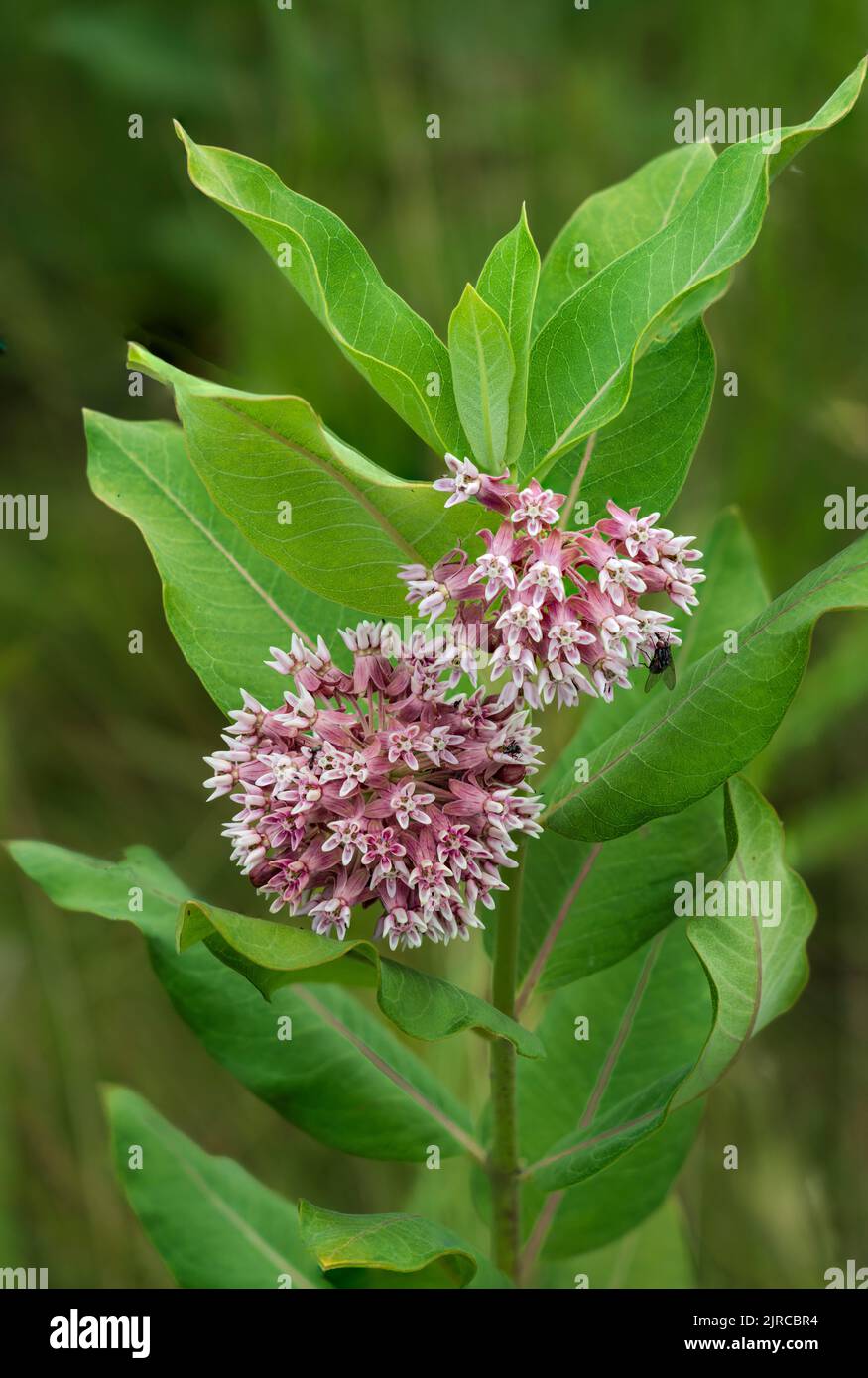 A blooming milkweed plant at the Discovery Nature Sanctuary in Winkler, Manitoba, Canada Stock Photo