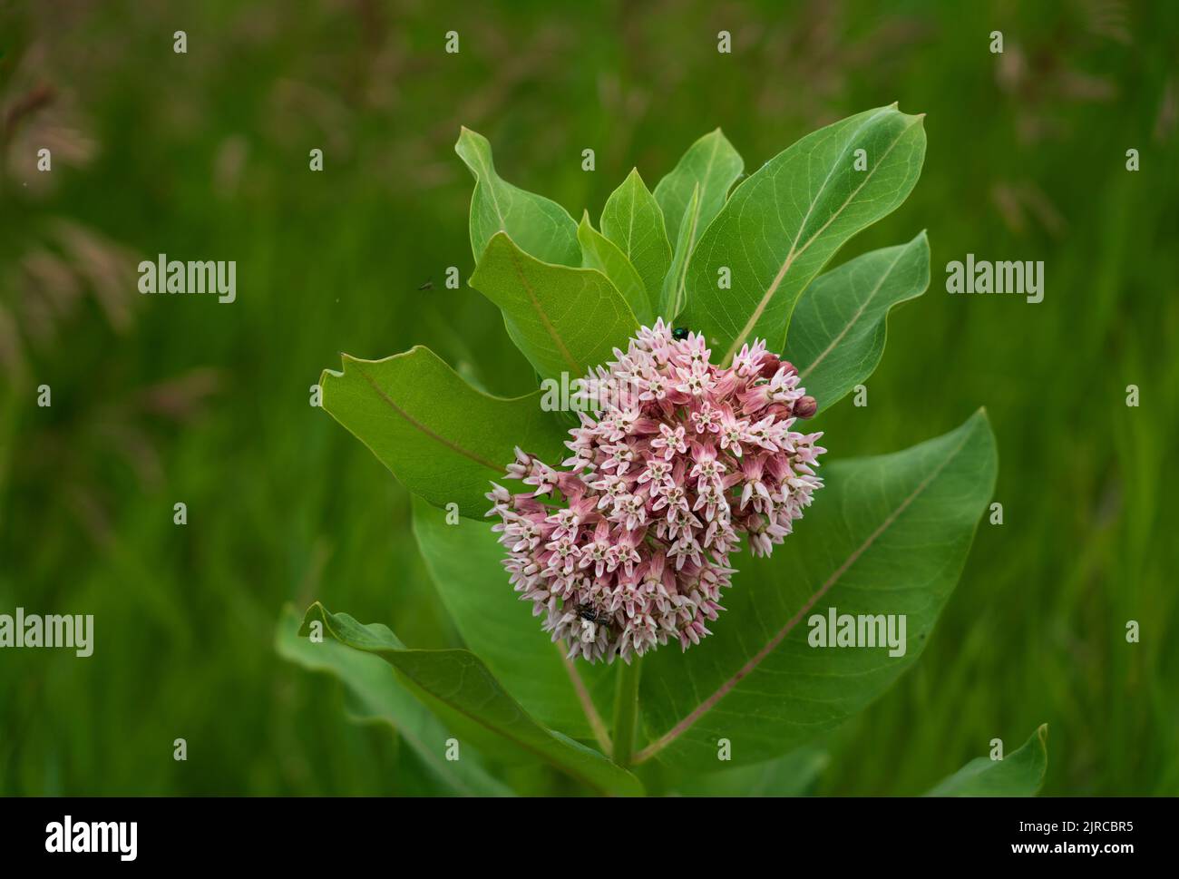 A blooming milkweed plant at the Discovery Nature Sanctuary in Winkler, Manitoba, Canada Stock Photo