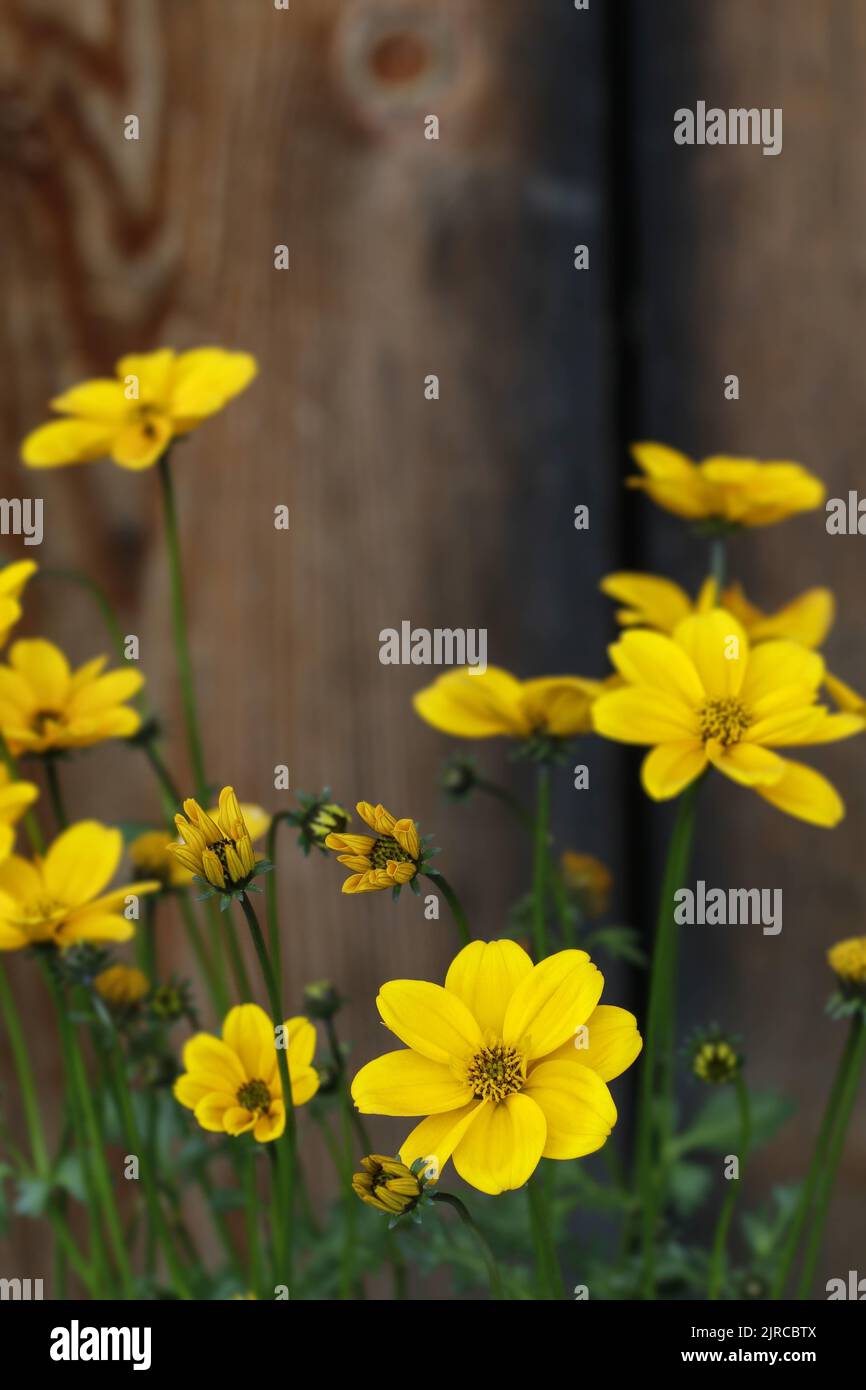 Yellow flowers on wooden background. Postcard motif. Stock Photo