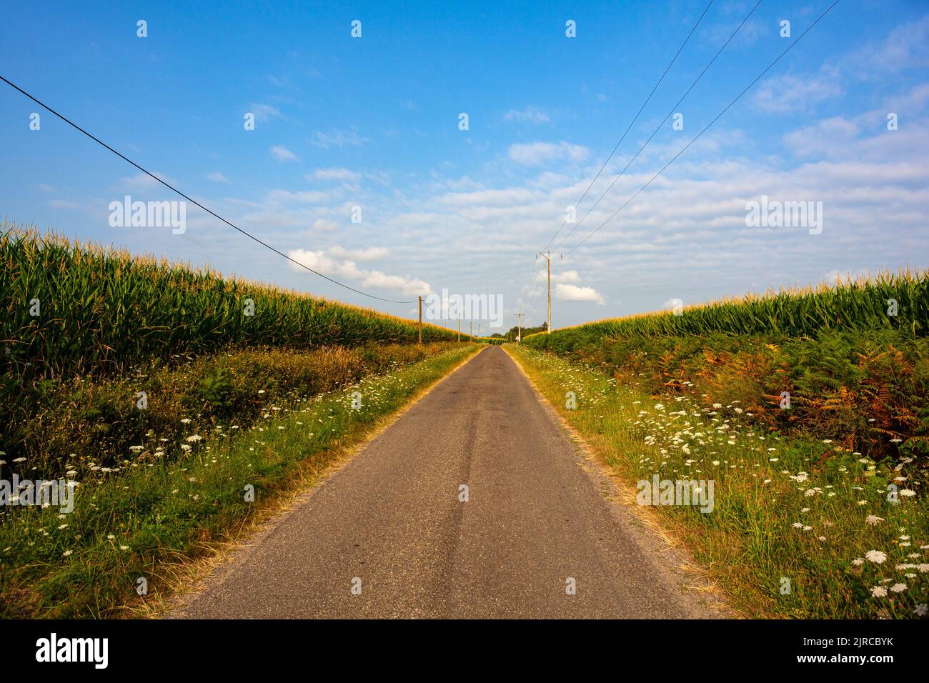 Road in the middle of corn field and blue sky along the way of Saint Jacques du Puy, France Stock Photo