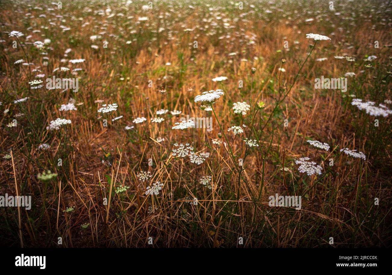 Meadow covered by Umbelliferae flowers family in the summer season Stock Photo